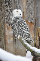 /album/fotogalerie-zoopark-zajezd-mala-rodinna-zoo-nedaleko-kladna/zoopark-zajezd3-sovice-snezni-bubo-scandiacus-jpg/